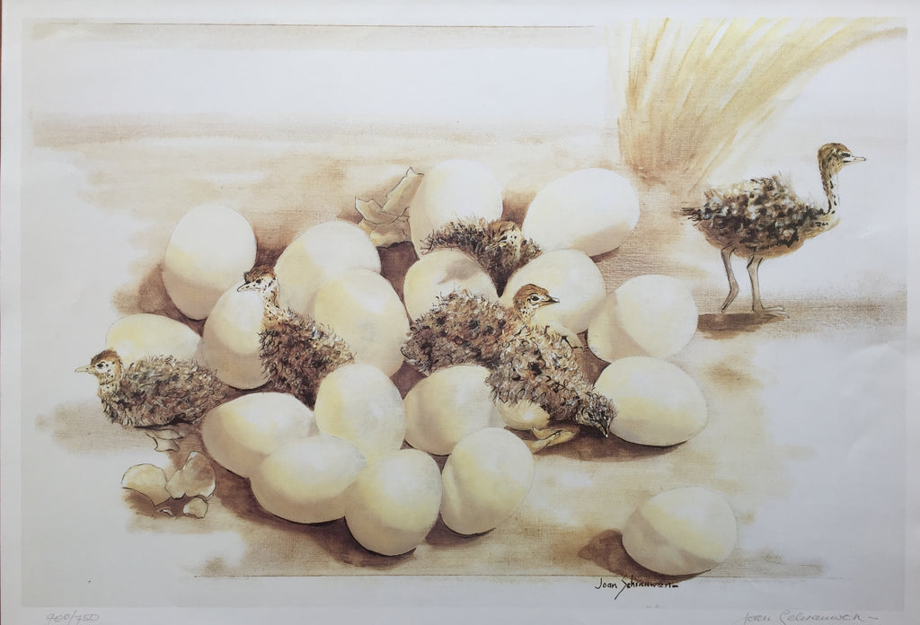 Ostrich Hatchlings - Joan Schrauwen.